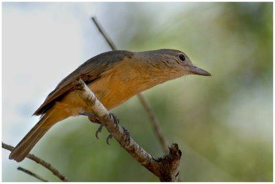 Pitohui chtain - Colluricincla megarhyncha - Rufous Shrike-Thrush - QLD