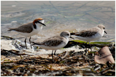 Pluvier  tte rousse - Charadrius ruficapillus - Red-capped Plover