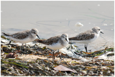 Bcasseau  col roux - Calidris ruficollis - Red-necked Stint - QLD