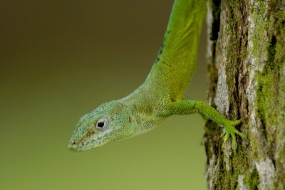 Anolis marmoratus speciosus