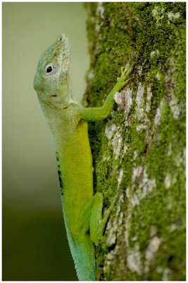 Anolis marmoratus speciosus