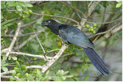 Ani des paltuviers - Crotophaga major - Greater Ani