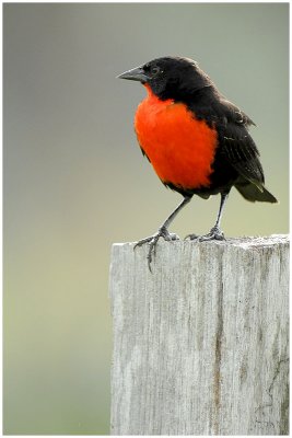 Sturnelle militaire - Sturnella militaris - Red-breasted Blackbird