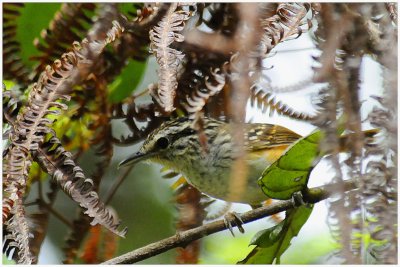 Alapi carillonneur - Hypocnemis cantator - Warbling Antbird