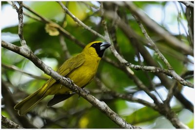 Cardinal flavert - Caryothraustes canadensis - Yellow-green Grosbeak