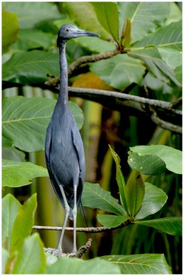 Aigrette bleue - Egretta caerulea - Little Blue Heron