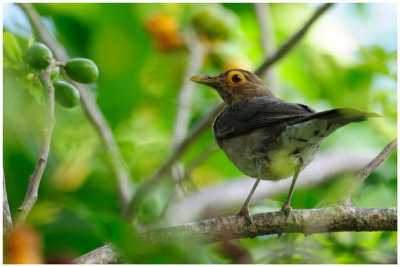 Merle  lunettes - Turdus nudigenis - Bare-eyed Thrush