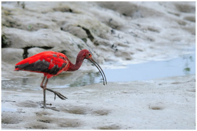 Ibis rouge - Eudocimus ruber - Scarlet Ibis (imm.)