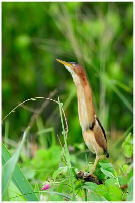 Petit Blongios - Ixobrychus exilis - Least Bittern