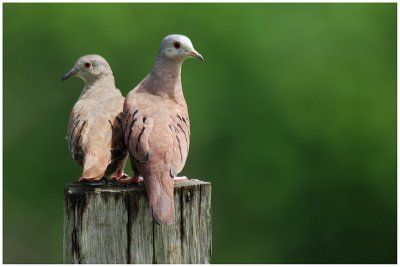 Colombe rousse - Columbina talpacoti - Ruddy Ground-dove