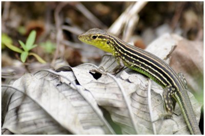 Cnemidophorus lemniscatus - Lzard coureur ponctu femelle