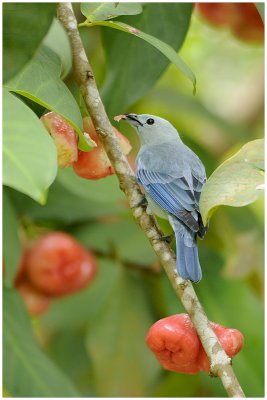 Tangara vque - Thraupis episcopus - Blue-gray Tanager