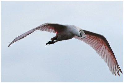 Spatule rose - Platalea ajaja - Roseate Spoonbill