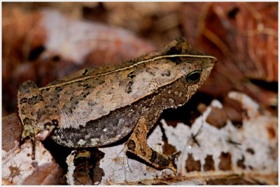 Bufo complexe margaritifer ? Crapaud  petite crte ?