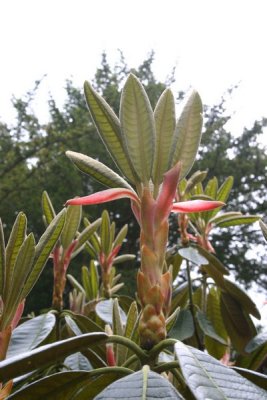 Leith Hill Rhododendron Wood