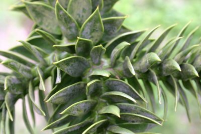 Leith Hill Rhododendron Wood