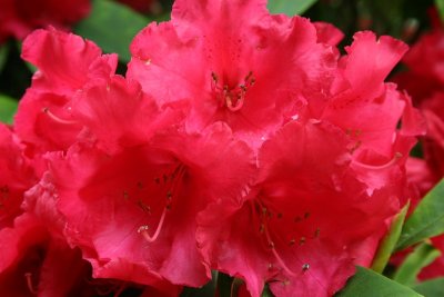 Leith Hill Rhododendron Wood