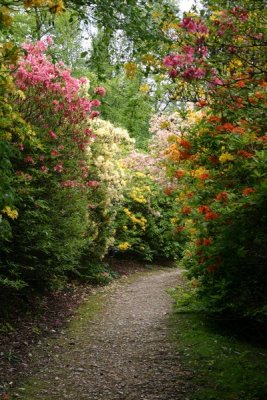 Leith Hill Rhododendron Wood