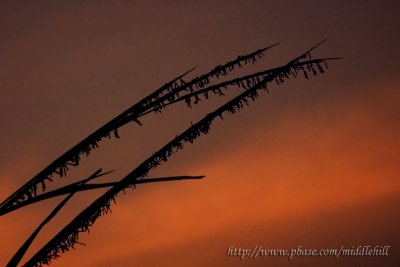 Pak Nai sunset - ժd鸨 - 151
