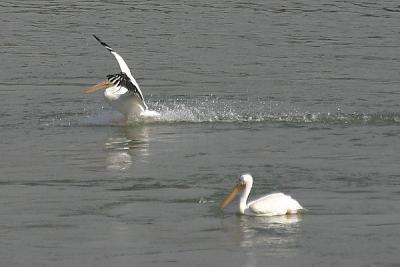 Pelican Landing