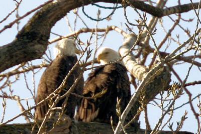 Eagle Couple