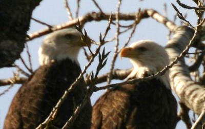 Eagle lovers