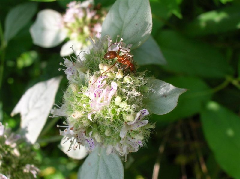 Hoary Mint - Red Ant