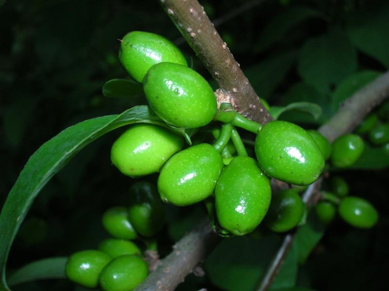 Green Seeds