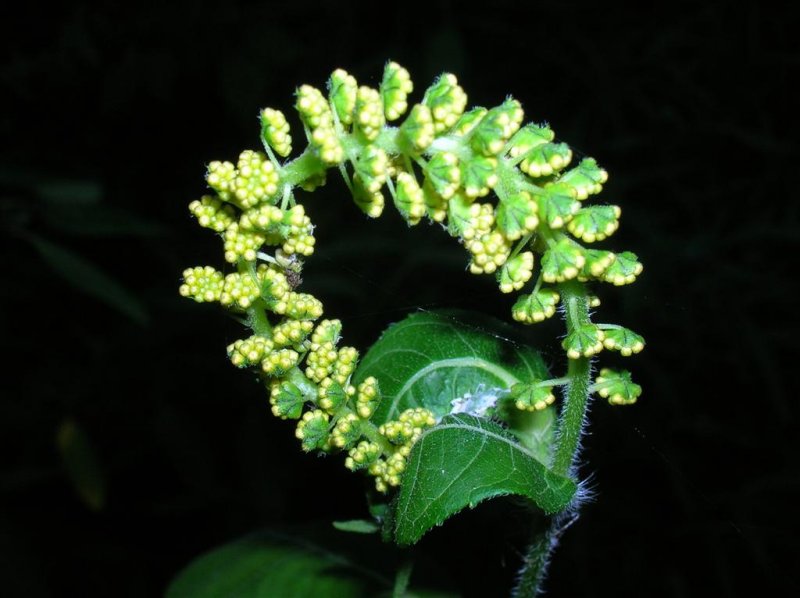 Ragweed