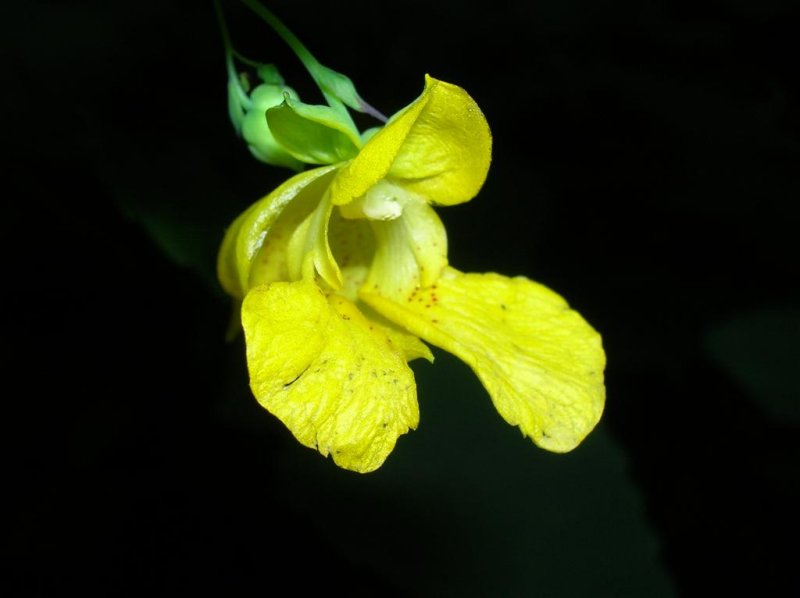 Yellow Jewelweed