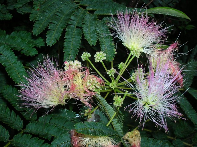 Burst of Color