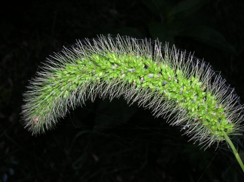 Arc of Grass
