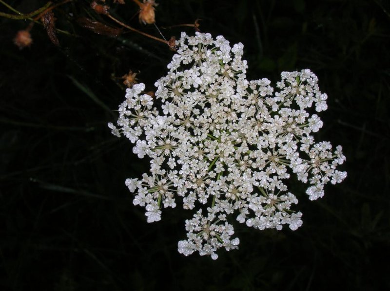 Queen Anne's Lace