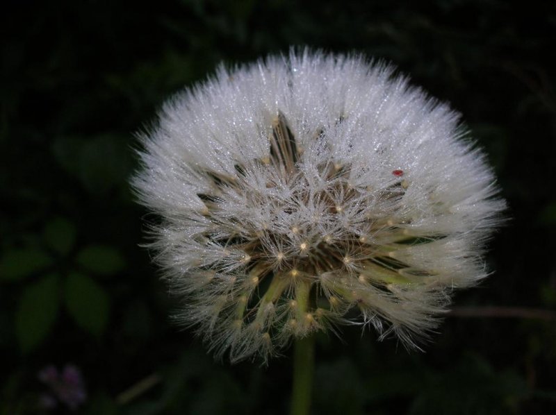 Seedpod