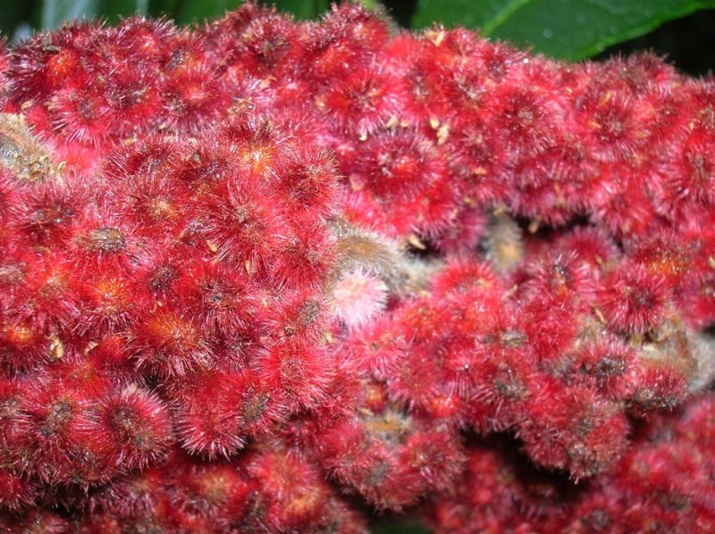 Sumac Berries