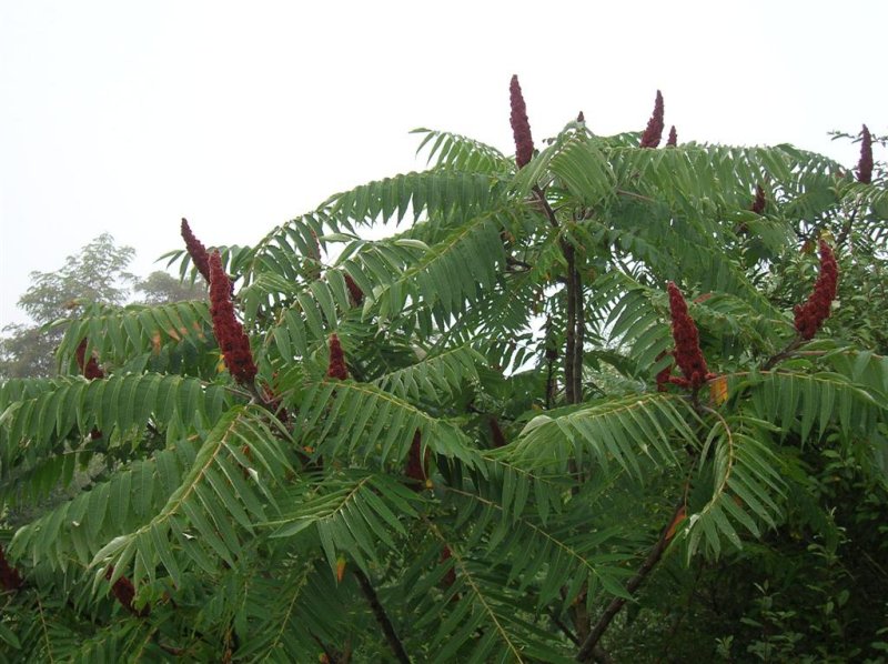 Staghorn Sumac