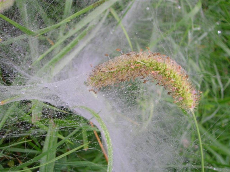 Spider Vortex