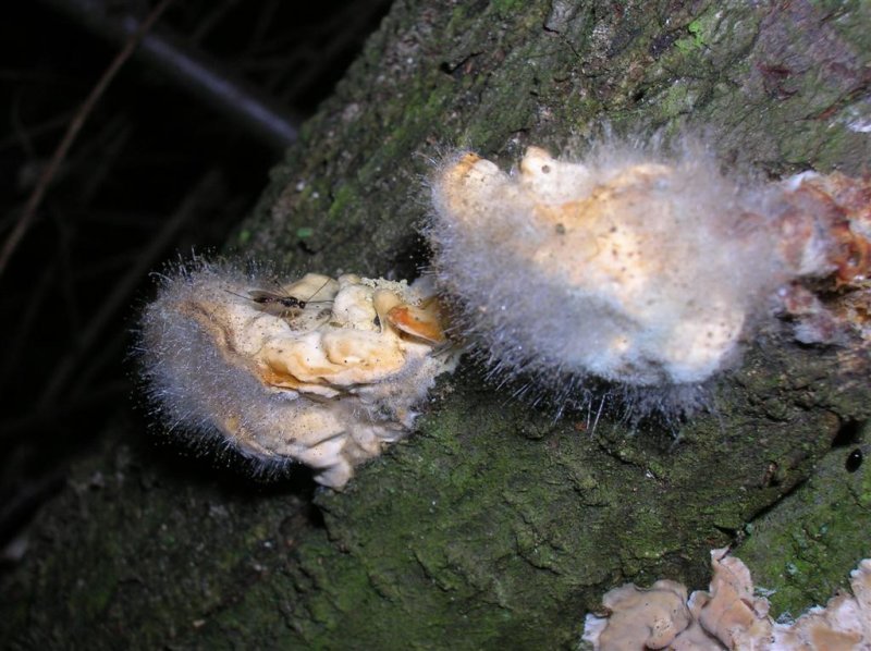 Fungi on Fungi