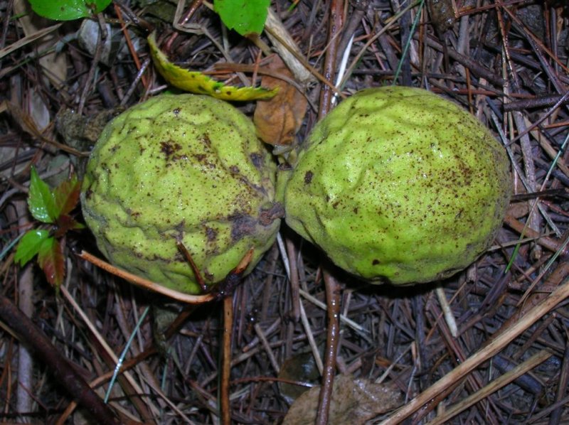 Walnut Kiss