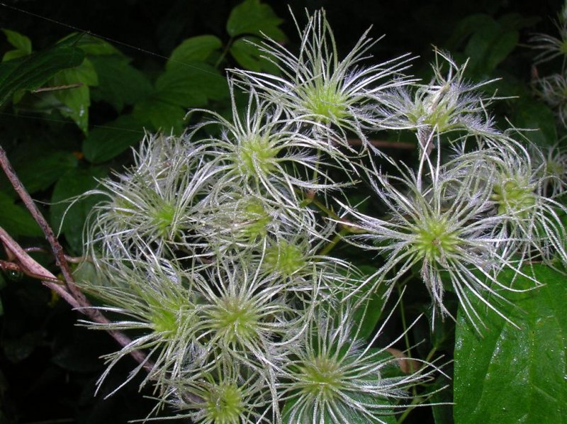 Virgin's Bower