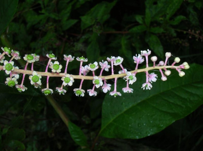 Poke Berry Flowers