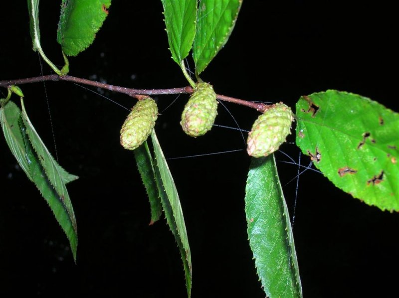 Birch Seeds
