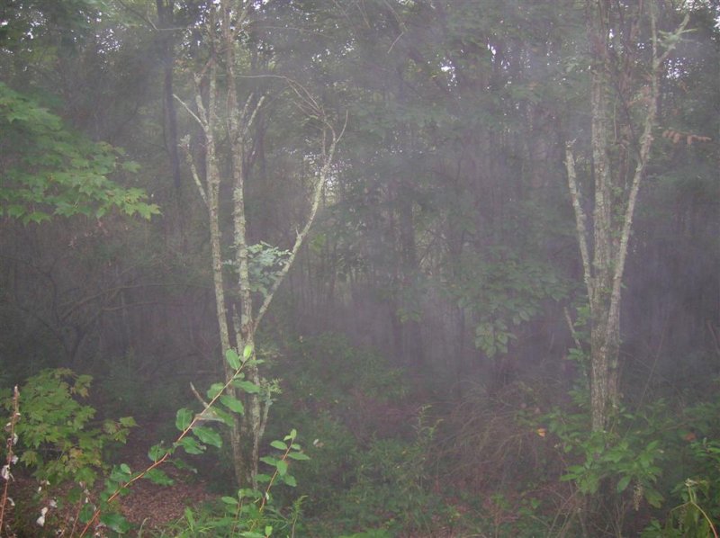Morning Fog