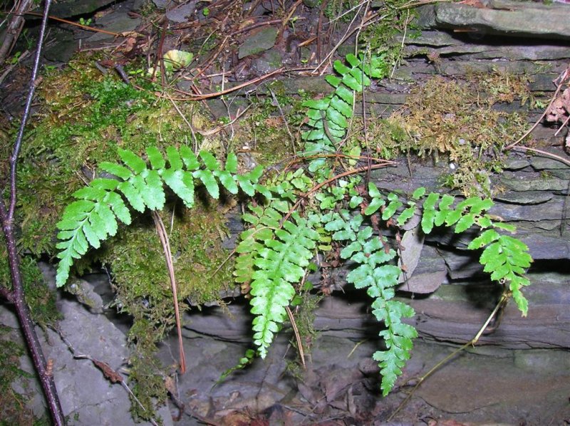 Tiny Ferns
