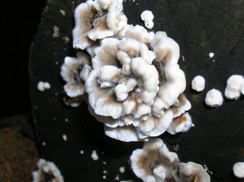 Fungi Rose