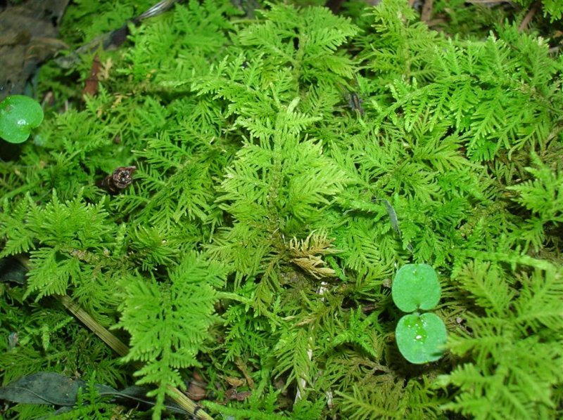Mountain Moss