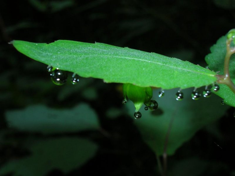 Jewelweed Jewelry