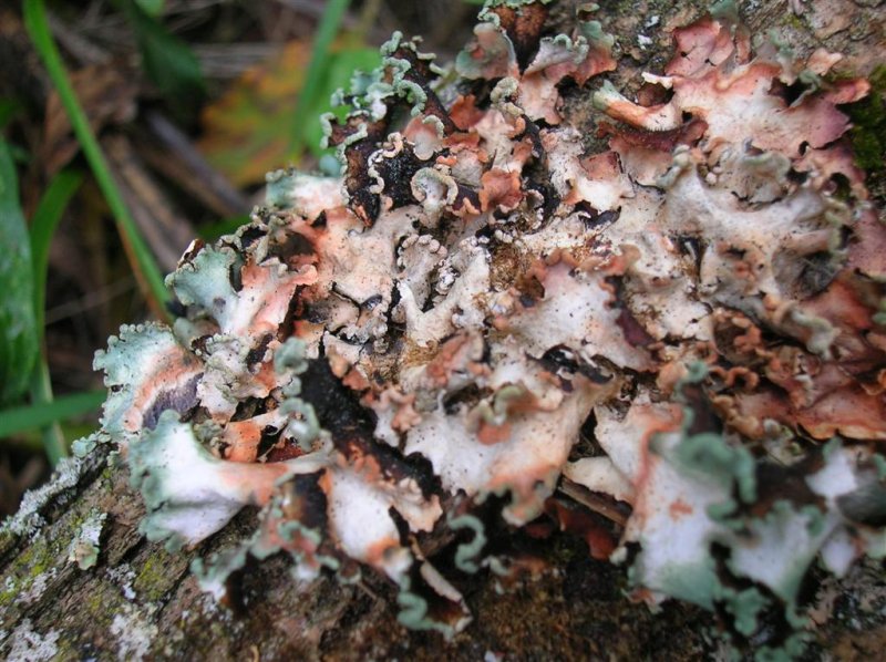 Color of Lichen