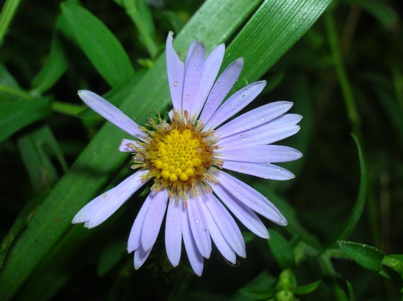 Aster