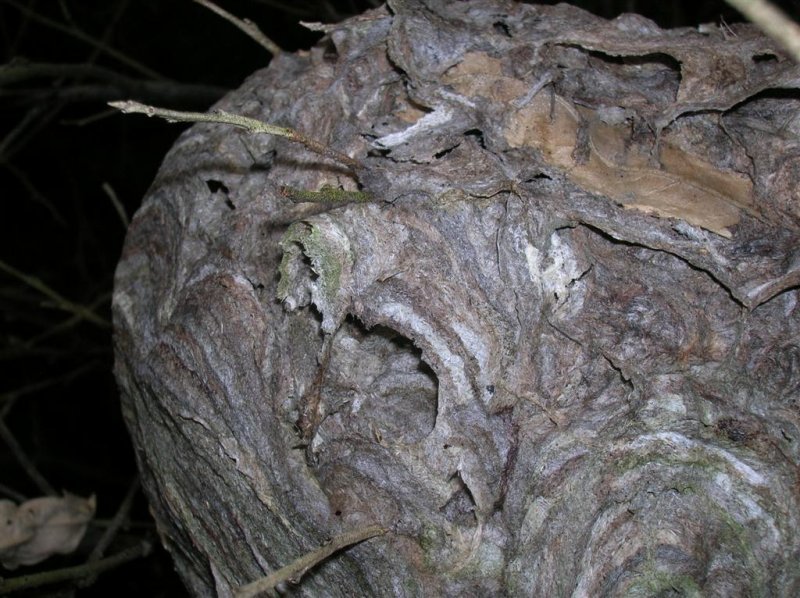 Hornet's Nest